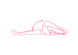 Динамический Плуг (27 раз). Кундалини Йога