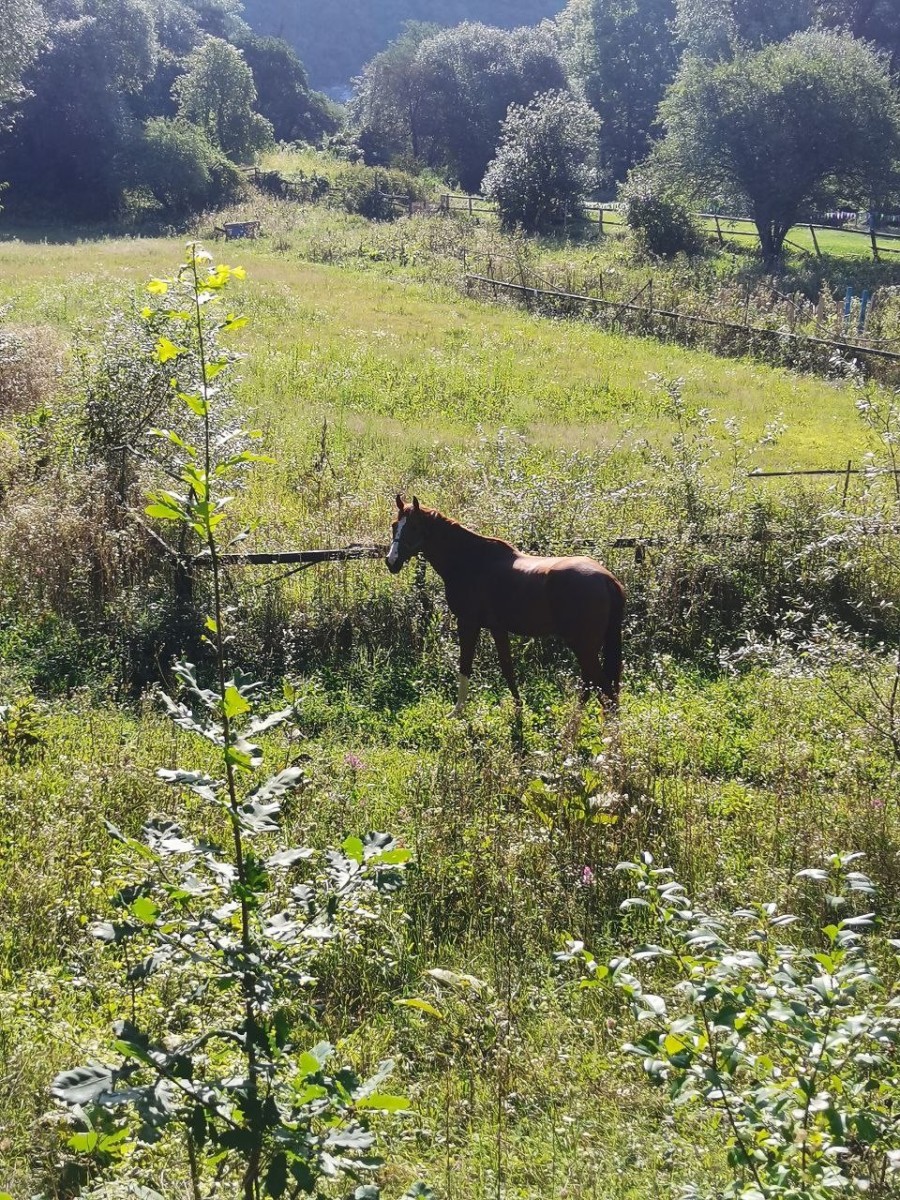 Лошади в Белых Скалах Лошади в Белых Скалах