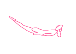 Медленное глубокое дыхание, лежа на животе. Упражнение Кундалини Йоги